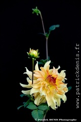 Dahlia IMG_2375 Photo Patrick_DENIS