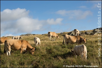 Aubrac IMG_4680 Photo Patrick_DENIS