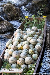 Marché flottant - Isle sur la sorgue IMG_1376 Photo Patrick_DENIS