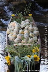 Marché flottant - Isle sur la sorgue IMG_1445 Photo Patrick_DENIS