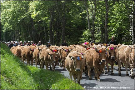 Transhumance - Bonnecombe 2015 IMG_4976 Photo Patrick_DENIS