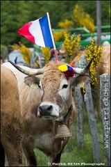 Transhumance - Bonnecombe 2015 IMG_5018 Photo Patrick_DENIS