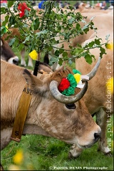 Transhumance - Bonnecombe 2015 IMG_5044 Photo Patrick_DENIS