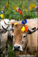 Transhumance - Bonnecombe 2015 IMG_5047 Photo Patrick_DENIS