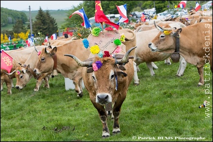 Transhumance - Bonnecombe 2015 IMG_5049 Photo Patrick_DENIS