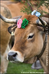 Transhumance - Bonnecombe 2015 IMG_5069 Photo Patrick_DENIS