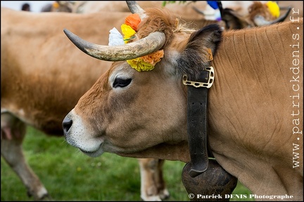 Transhumance - Bonnecombe 2015 IMG_5071 Photo Patrick_DENIS