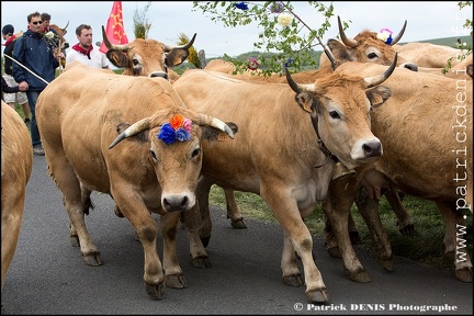 Transhumance - Bonnecombe 2015 IMG_5103 Photo Patrick_DENIS