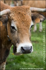 Transhumance - Bonnecombe 2015 IMG_5140 Photo Patrick_DENIS