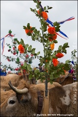 Transhumance - Bonnecombe 2015 IMG_5171 Photo Patrick_DENIS