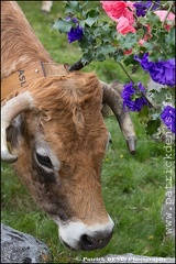 Transhumance - Bonnecombe 2015 IMG_5202 Photo Patrick_DENIS