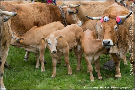 Transhumance - Bonnecombe 2015 IMG_5207 Photo Patrick_DENIS