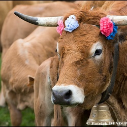 Transhumance @ Col de Bonnecombe, Aubrac | 24.05.2015