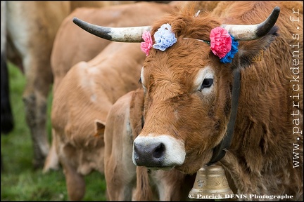 Transhumance - Bonnecombe 2015 IMG_5212 Photo Patrick_DENIS