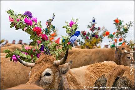 Transhumance - Bonnecombe 2015 IMG_5216 Photo Patrick_DENIS