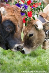 Transhumance - Bonnecombe 2015 IMG_5226 Photo Patrick_DENIS