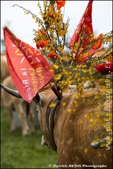 Transhumance - Bonnecombe 2015 IMG_5243 Photo Patrick_DENIS