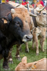 Transhumance - Bonnecombe 2015 IMG_5260 Photo Patrick_DENIS