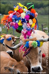 Transhumance - Bonnecombe 2015 IMG_5289 Photo Patrick_DENIS