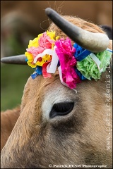 Transhumance - Bonnecombe 2015 IMG_5329 Photo Patrick_DENIS