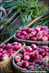 Marché flottant - Isle sur la sorgue IMG_9123 Photo Patrick_DENIS