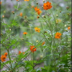 Fleurs