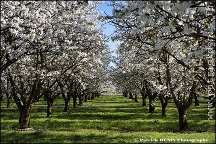 En fleurs - Lagnes IMG_4128 Photo Patrick_DENIS