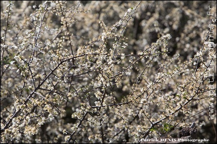 En fleurs - Lagnes IMG_4139 Photo Patrick_DENIS