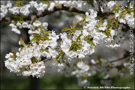 En fleurs - Lagnes IMG_4148 Photo Patrick_DENIS