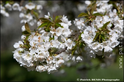 En fleurs - Lagnes IMG_4152 Photo Patrick_DENIS