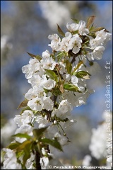 En fleurs - Lagnes IMG_4155 Photo Patrick_DENIS