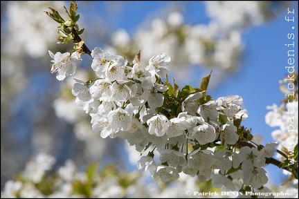 En fleurs - Lagnes IMG_4156 Photo Patrick_DENIS