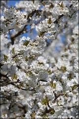 En fleurs - Lagnes IMG_4164 Photo Patrick_DENIS