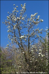 En fleurs - Lagnes IMG_4171 Photo Patrick_DENIS