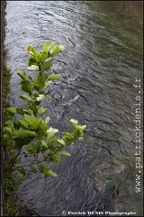 Isle sur la sorgue IMG_1546 Photo Patrick_DENIS