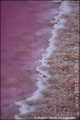 Salins du midi - Aigues Mortes IMG_5774 Photo Patrick_DENIS