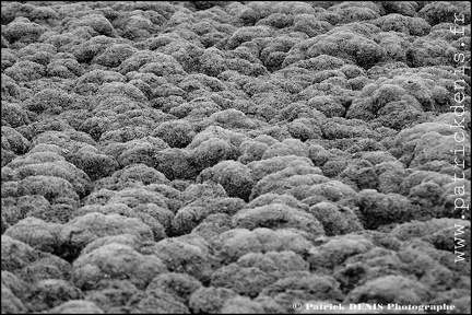 Salins du midi - Aigues Mortes IMG_5770 Photo Patrick_DENIS