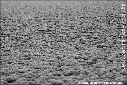 Salins du midi - Aigues Mortes IMG_5769 Photo Patrick_DENIS