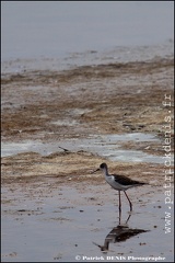 Salins du midi - Aigues Mortes IMG_5691 Photo Patrick_DENIS