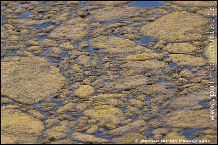 Salins du midi - Aigues Mortes IMG_5663 Photo Patrick_DENIS