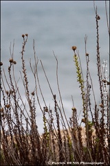 Salins du midi - Aigues Mortes IMG_5659 Photo Patrick_DENIS