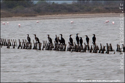 Salins du midi - Aigues Mortes IMG_5648 Photo Patrick_DENIS