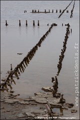 Salins du midi - Aigues Mortes IMG_5630 Photo Patrick_DENIS