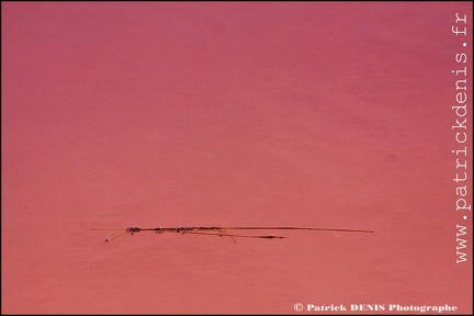 Salins du midi - Aigues Mortes IMG_5574 Photo Patrick_DENIS