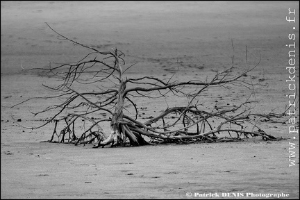 Salins du midi - Aigues Mortes IMG_5723 Photo Patrick_DENIS