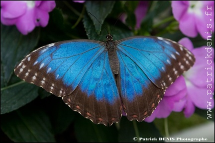 Ferme aux papillons IMG_1340 Photo Patrick_DENIS