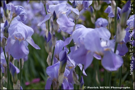 Iris IMG_9883 Photo Patrick_DENIS