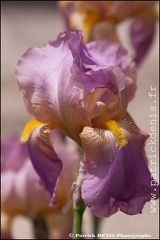 Iris IMG_9882 Photo Patrick_DENIS