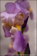 Iris IMG_9881 Photo Patrick_DENIS