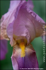 Iris IMG_9871 Photo Patrick_DENIS